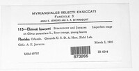 Elsinoe fawcettii image
